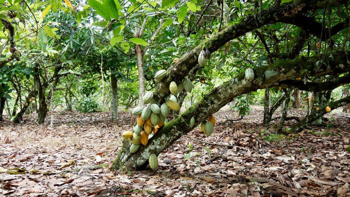Ripe cocoa pods on a branch