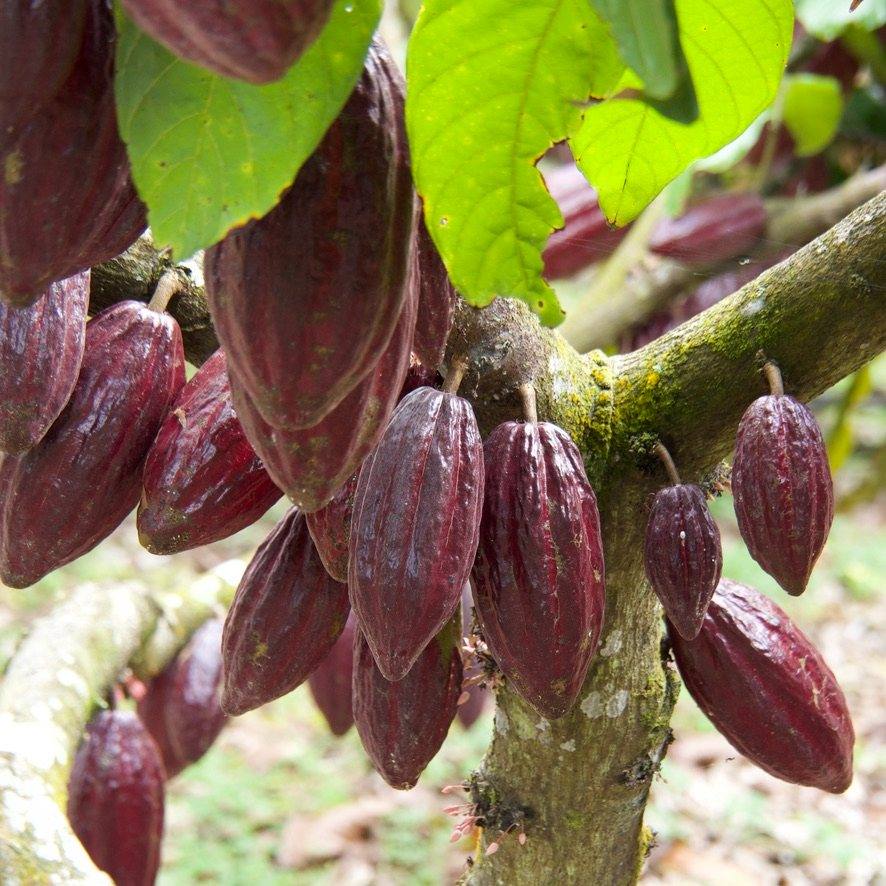 Cocoa pods growing on a trunk