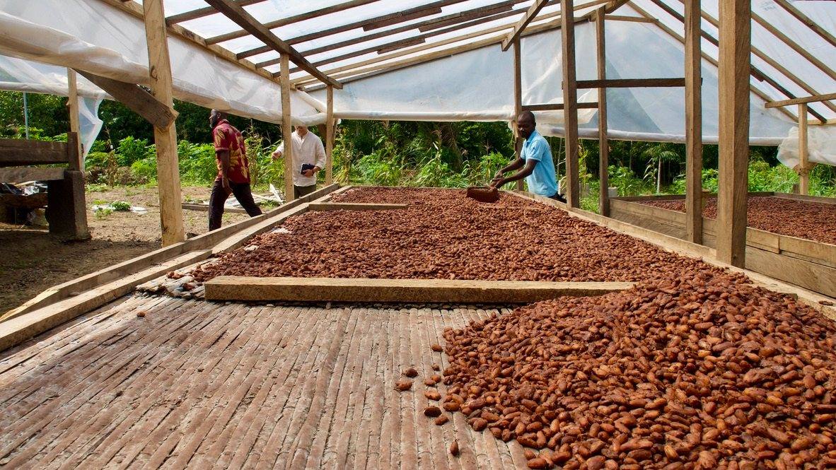 Cocoa drying shed at a cooperative