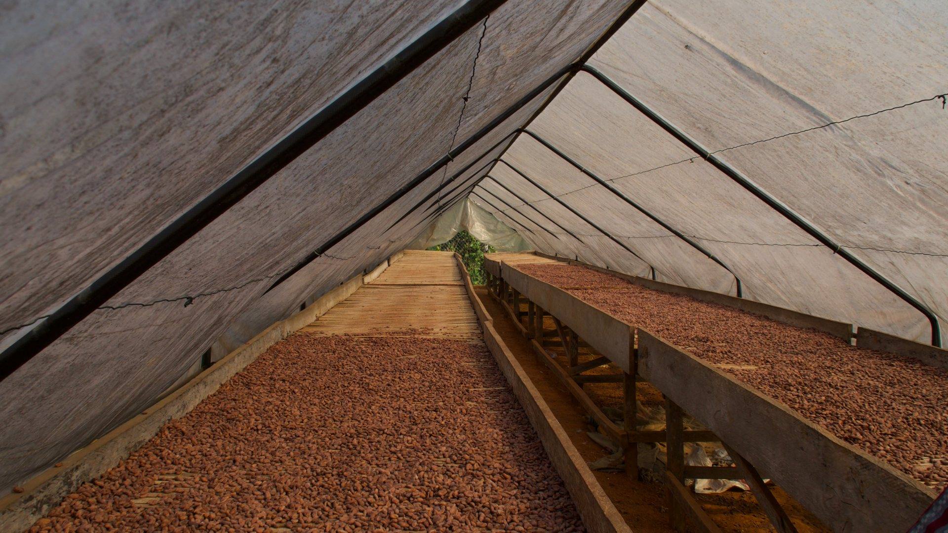 Cocoa beans on raised drying tables