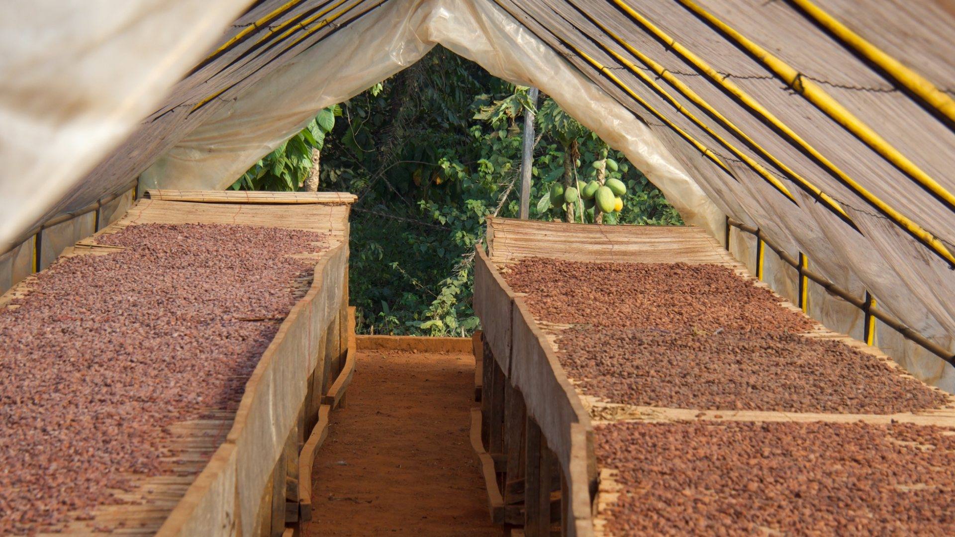 Cocoa beans drying in a solar tunnel