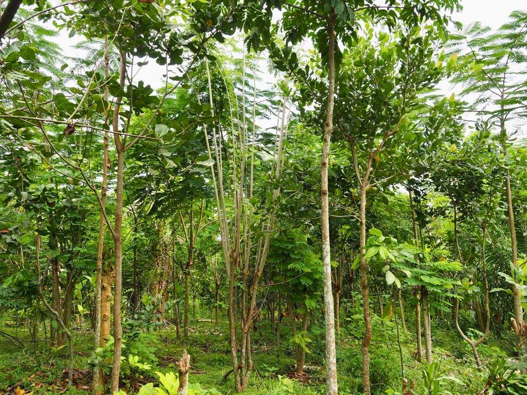 Cocoa grown under a mixed agroforestry canopy