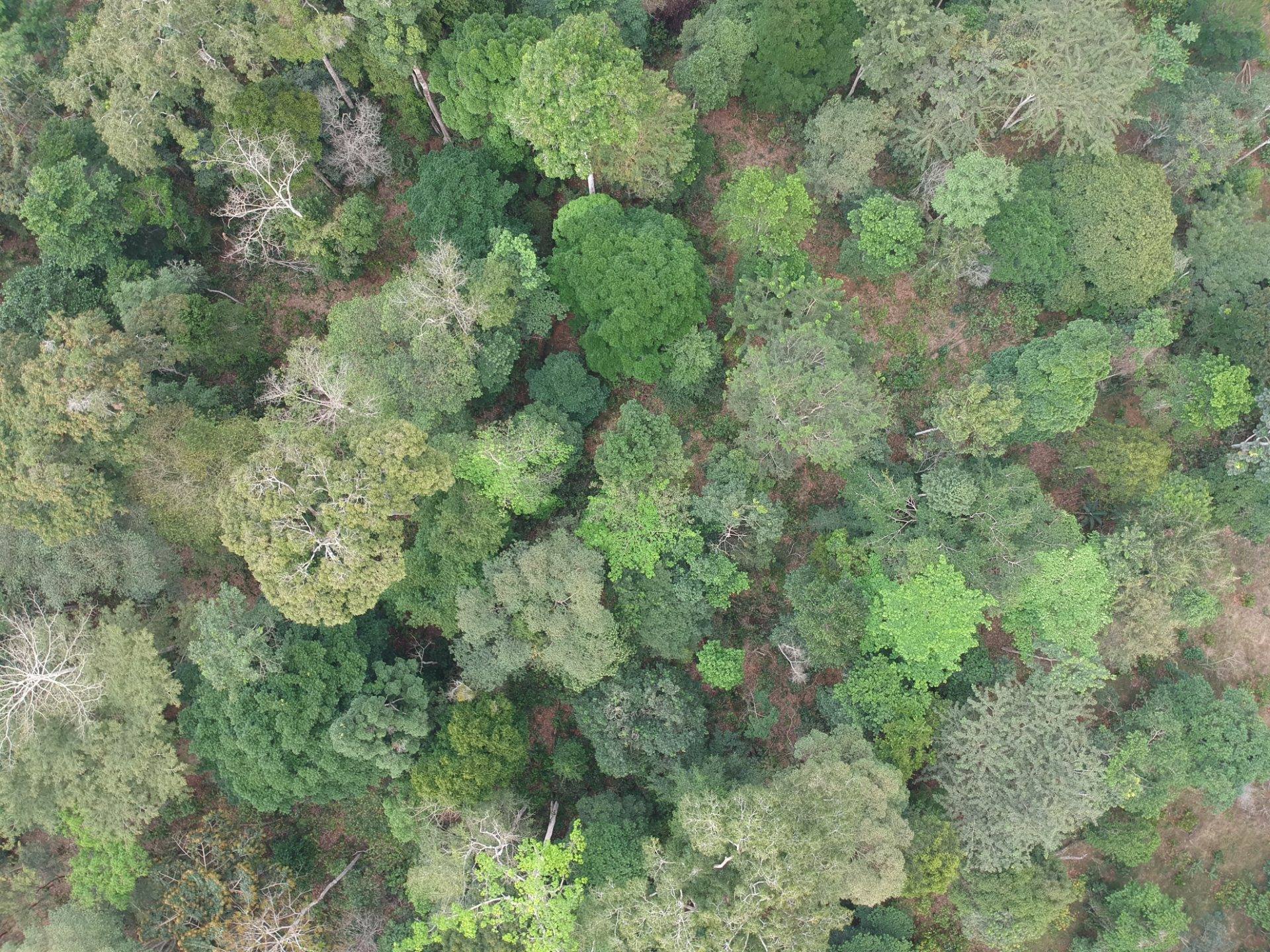 Agroforestry canopy seen from above