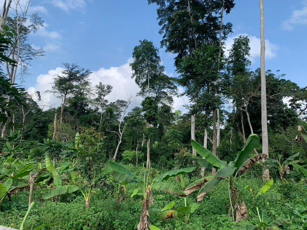 Forest edge in Cameroon