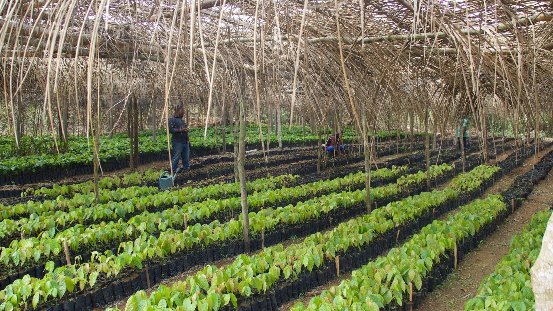 Shade tree seedlings in a nursery