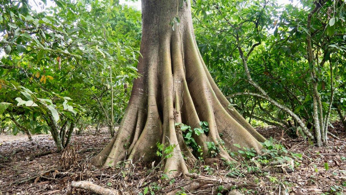 Shade tree over cocoa trees